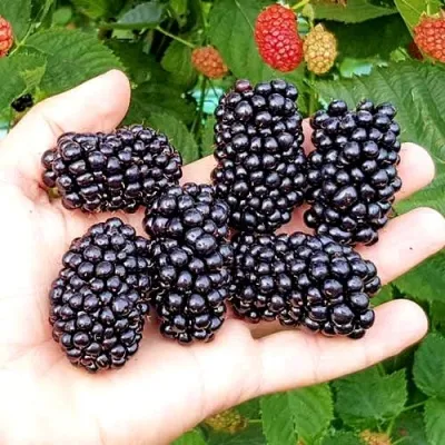 Ежевика ОУАЧИТА бесшипная — описание сорта Ежевика ОУАЧИТА бесшипная в Сочи