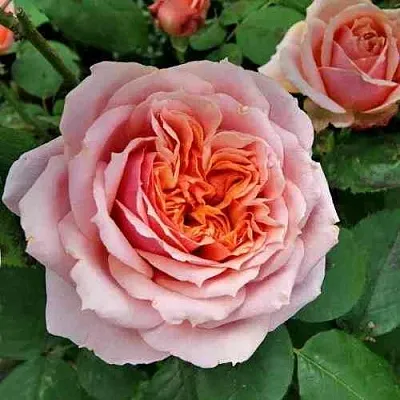 Саженцы роз ПОЛЬ БОКЮЗ шраб  Саженцы роз ПОЛЬ БОКЮЗ шраб в Сочи