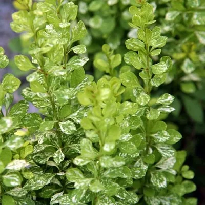 Барбарис ПАУ ВАУ тунберга  Барбарис ПАУ ВАУ тунберга в Сочи