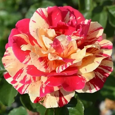 Саженцы роз ВАНИЛЛА ФРАЙЗ плетистая  Саженцы роз ВАНИЛЛА ФРАЙЗ плетистая в Сочи