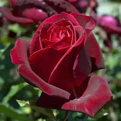 Саженцы роз ПАПА МЕЙЯН чайно-гибридная в Сочи