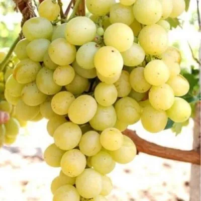 Виноград ТАЛИСМАН в Сочи