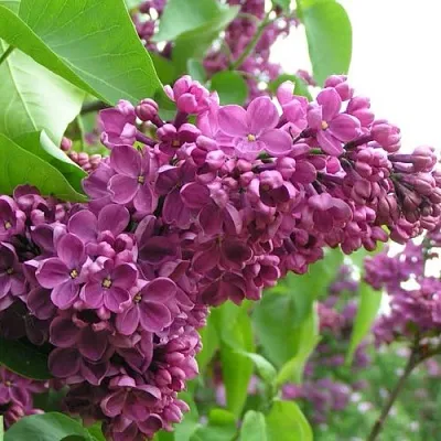 Сирень ДЕНЬ ПОБЕДЫ  Сирень ДЕНЬ ПОБЕДЫ в Сочи