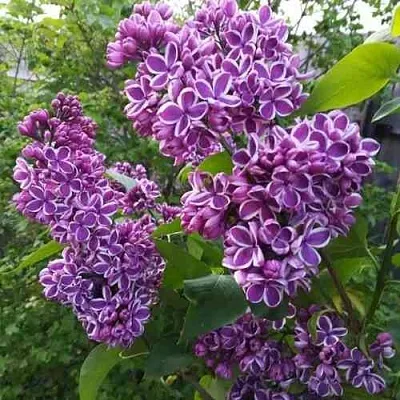 Сирень СЕНСАЦИЯ  Сирень СЕНСАЦИЯ в Сочи