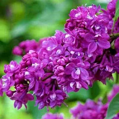 Сирень ОГНИ ДОНБАССА  Сирень ОГНИ ДОНБАССА в Сочи