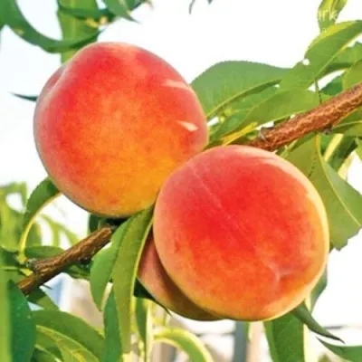 Персик ОНТАРИО — описание сорта Персик ОНТАРИО в Сочи
