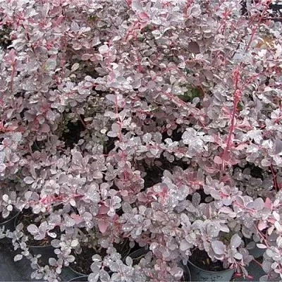 Барбарис СИЛЬВЕР МИЛЕС оттавский   Барбарис СИЛЬВЕР МИЛЕС оттавский  в Сочи