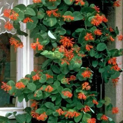 Жимолость ДРОМПОР СКАРЛЕТТ брауна в Сочи