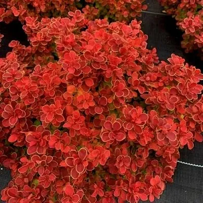 Барбарис РЕД ХОТ ЧИЛИ тунберга  Барбарис РЕД ХОТ ЧИЛИ тунберга в Сочи