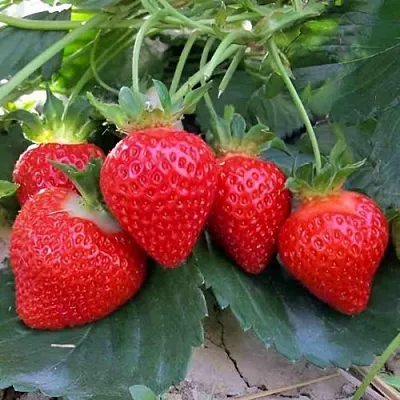 Клубника ТЕА в Сочи