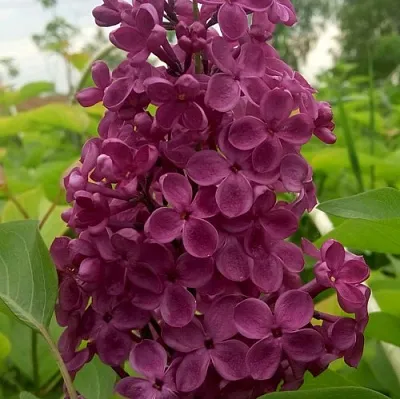 Сирень ИНДИЯ  Сирень ИНДИЯ в Сочи