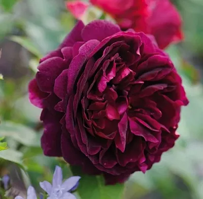 Саженцы роз МАНСТЕД ВУД английская  Саженцы роз МАНСТЕД ВУД английская в Сочи