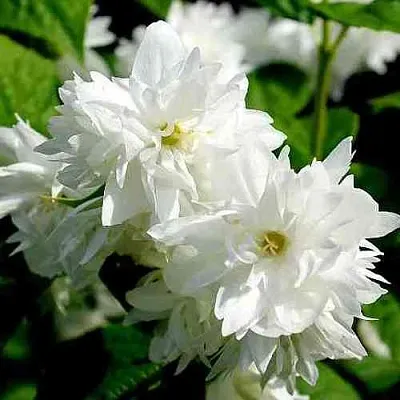 Жасмин ДАМ БЛАНШ в Сочи