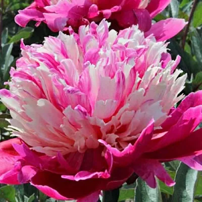 Пион ДЕЙДРИМ травянистый  Пион ДЕЙДРИМ травянистый в Сочи