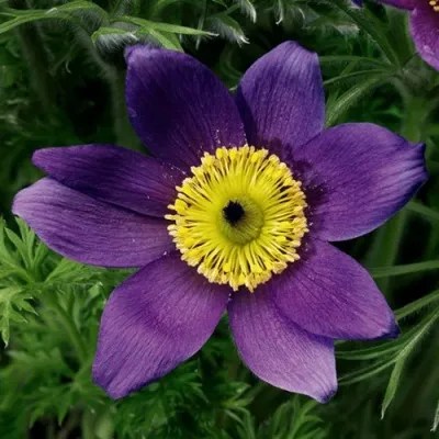 Прострел ПИНВИЛ БЛЮ ШЕЙДЕС в Сочи