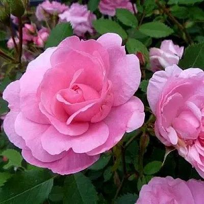 Саженцы роз ДЖОН ДЭВИС плетистая  Саженцы роз ДЖОН ДЭВИС плетистая в Сочи