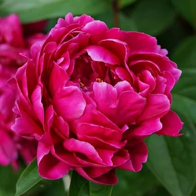 Пион ЛУИ ВАН-ГУТТ травянистый  Пион ЛУИ ВАН-ГУТТ травянистый в Сочи