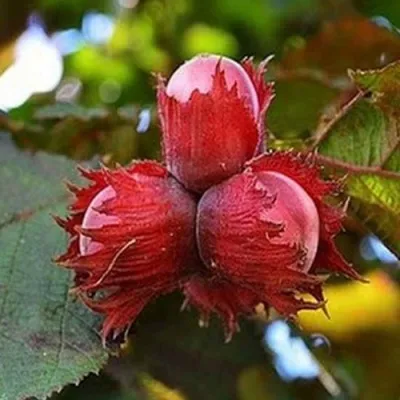 Фундук КРАСНЫЙ ЯНТАРЬ — описание сорта Фундук КРАСНЫЙ ЯНТАРЬ в Сочи