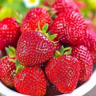 Клубника СИЛЬВИЯ в Сочи