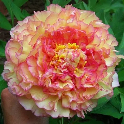 Пионы древовидные в Сочи