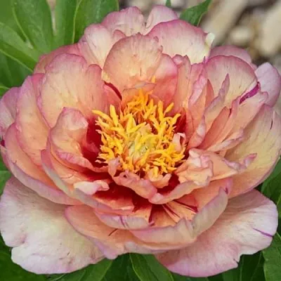 Пион КЭЛЛИС МЕМОРИ ито-гибрид  Пион КЭЛЛИС МЕМОРИ ито-гибрид в Сочи