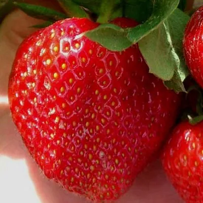 Клубника МАГНУС в Сочи