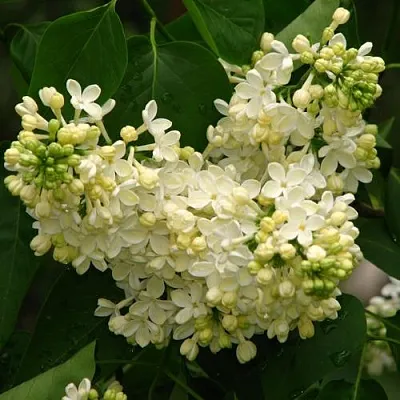 Сирень ПРИМРОУЗ  Сирень ПРИМРОУЗ в Сочи