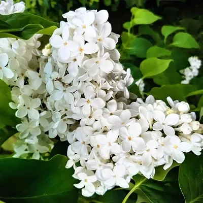 Сирень МАЛЕНЬКИЙ ПРИНЦ  Сирень МАЛЕНЬКИЙ ПРИНЦ в Сочи