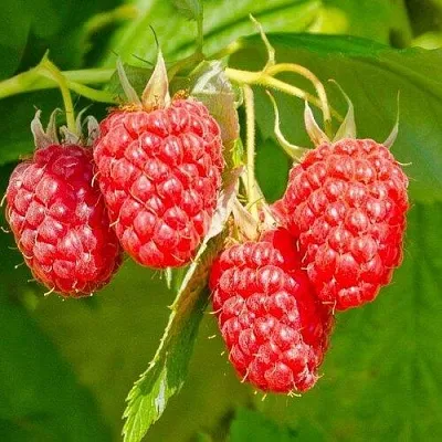 Малина ИЗОБИЛЬНАЯ  Малина ИЗОБИЛЬНАЯ в Сочи