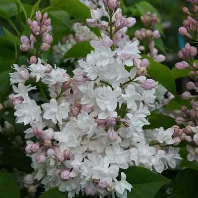 Сирень КРАСАВИЦА МОСКВЫ  Сирень КРАСАВИЦА МОСКВЫ в Сочи