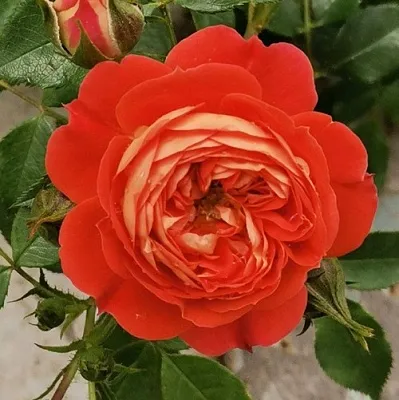 Саженцы роз СТАРЛЕТ РОУЗ КАРМЕН плетистая  Саженцы роз СТАРЛЕТ РОУЗ КАРМЕН плетистая в Сочи