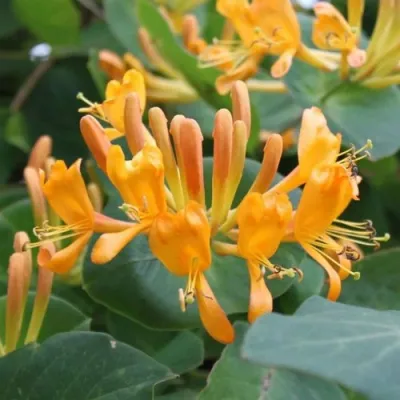 Жимолость ТЕЛЬМАНА в Сочи