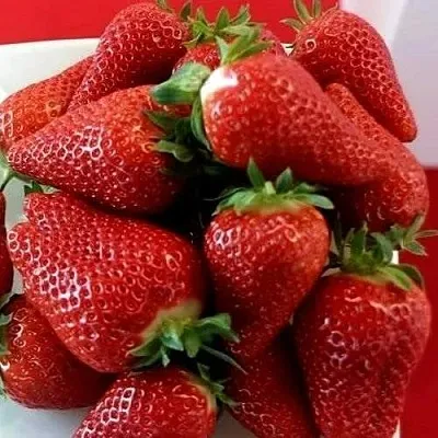 Клубника БРИЛЛА в Сочи