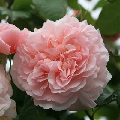 Саженцы роз РОЗ ДЕ ТОЛБИАК плетистая  Саженцы роз РОЗ ДЕ ТОЛБИАК плетистая в Сочи