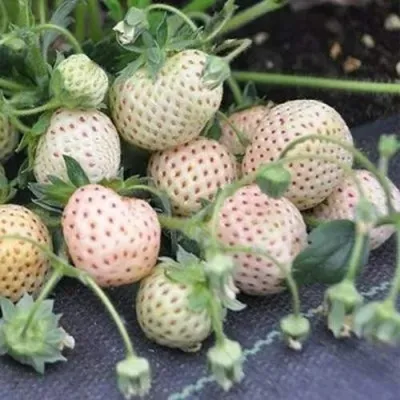 Клубника АНАНАСА ремонтантная в Сочи