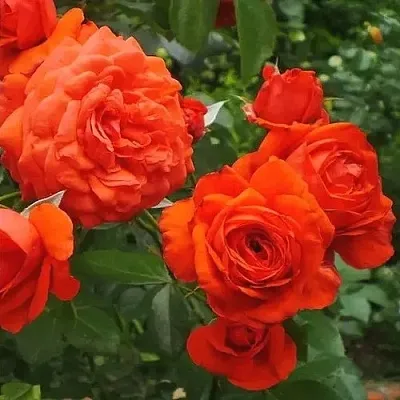 Саженцы роз МАЙНТАУЭР плетистая  Саженцы роз МАЙНТАУЭР плетистая в Сочи