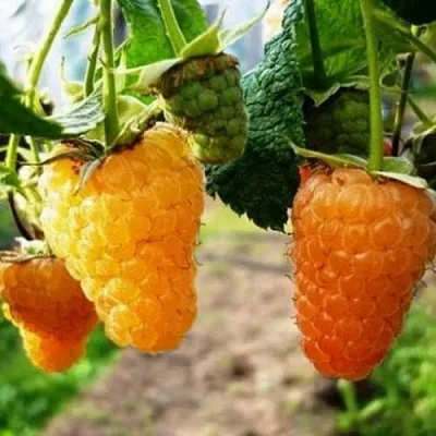 Малина ОРАНЖЕВОЕ ЧУДО  Малина ОРАНЖЕВОЕ ЧУДО в Сочи