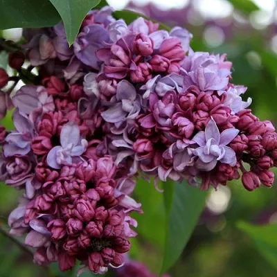 Сирень П.П.КОНЧАЛОВСКИЙ  Сирень П.П.КОНЧАЛОВСКИЙ в Сочи