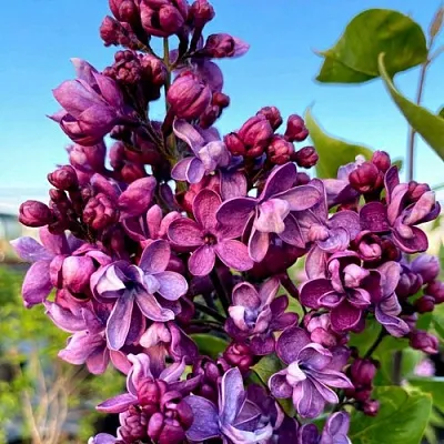 Сирень ВИОЛЕТТА  Сирень ВИОЛЕТТА в Сочи