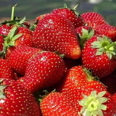 Клубника ПИРЧИНКЬЮ в Сочи