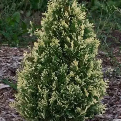 Туя БРАБАНТ ВАРИЕГАТТА западная — описание сорта Туя БРАБАНТ ВАРИЕГАТТА западная в Сочи