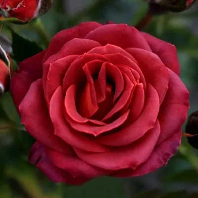 Саженцы роз ЧОКОЧИНО спрей  Саженцы роз ЧОКОЧИНО спрей в Сочи