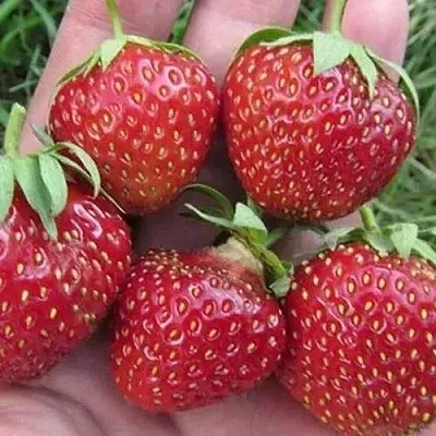 Клубника ВИМА ЗАНТА в Сочи