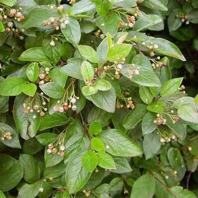 Кизильник блестящий в Сочи