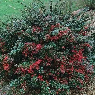 Барбарис РЕД ДЖЕВЕЛ средний   Барбарис РЕД ДЖЕВЕЛ средний  в Сочи