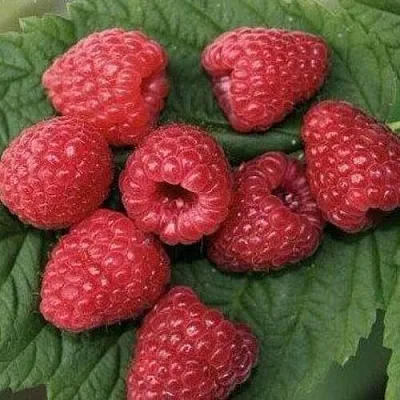 Малина ЗЮГАНА  Малина ЗЮГАНА в Сочи