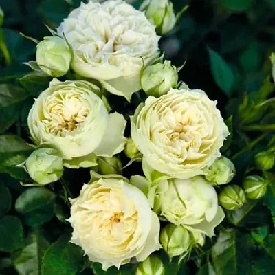 Саженцы роз БЛАНШЕТТ спрей  Саженцы роз БЛАНШЕТТ спрей в Сочи