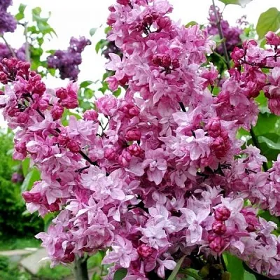 Сирень ОЛИМПИАДА КОЛЕСНИКОВА  Сирень ОЛИМПИАДА КОЛЕСНИКОВА в Сочи