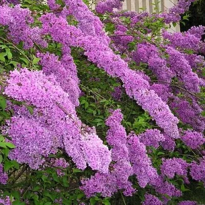 Сирень КИТАЙСКАЯ  Сирень КИТАЙСКАЯ в Сочи