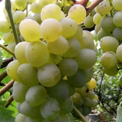 Виноград ТАЛИСМАН в Сочи